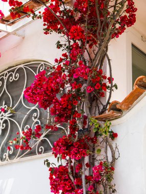 Floral details on the isle of Capri off the coast of Naples in Italy.Capri has been a holiday resort island since Roman Times