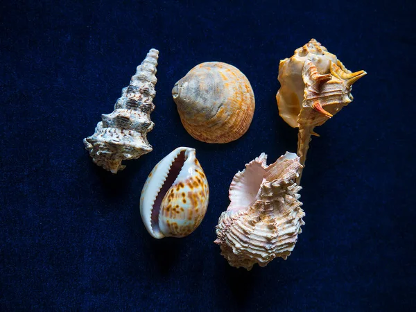 Collected Shells Many Years Realized Good Thing Other Sea Creatures — Stock Photo, Image
