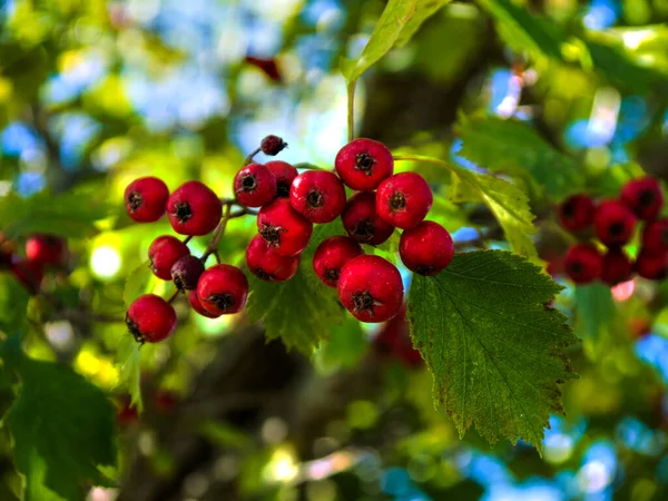 Berries of Crataegus blossom, commonly called hawthorn or quickthorn or thornapple,Sometimes called May-tree, whitethorn, or hawberry,They are an essential food for birds in the winter and I have 3 full grown  trees of them attracting the birds