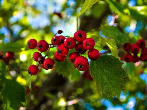 Berries Crataegus Blossom Commonly Called Hawthorn Quickthorn Thornapple Sometimes Called - Stock-foto
