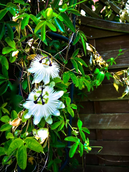 White wedding passionflower in a Burnley garden in Lancashire England.To religious Christians the passion flower is symbolic of the Crucifixion of Jesus Christ