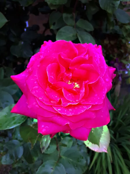 Large Red Cabbage Rose Garden Burnley Lancashire First Developed 17Th — Stock Photo, Image