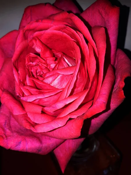 Large Red Cabbage Rose in a garden in Burnley Lancashire.It was first developed in the 17th century by Dutch rose breeders. It\'s size, fragrance and versatility have made this bloom a favorite in gardens and in flower arrangements ever since.
