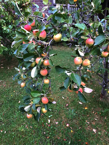 A heavy crop of apples this year on my a dwarf apple tree of the variety James Grieve, which is an early and tasty eating or cooking apple