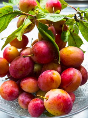 Plum Blossom is one of the early flowers of Springtime in Northern England. The busy bees pollinate it for a good Crop of Plums by August. This year was a bumper harvest and many delicious plum pies