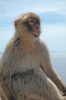 Aslen Fas'ın Atlas Dağları ve Rif Dağları'ndan gelen Cebelitarık'taki Berberi makak popülasyonu Avrupa kıtasındaki tek vahşi maymun popülasyonudur.