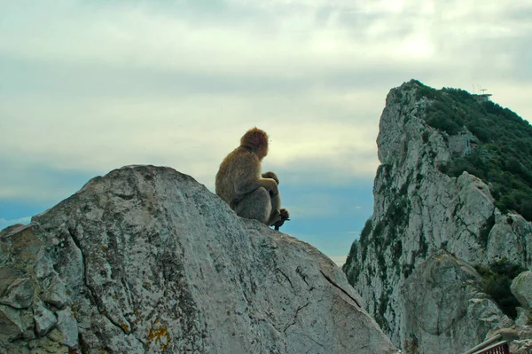 Originally Atlas Mountains Rif Mountains Morocco Barbary Macaque Population Gibraltar — Stock Photo, Image