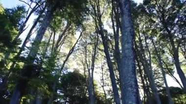 Yatay döngü hareketi. Bariloche Ormanı 'ndaki ağaçların yeşil yapraklarının altından bak. Patagonya, Arjantin. Güney Amerika