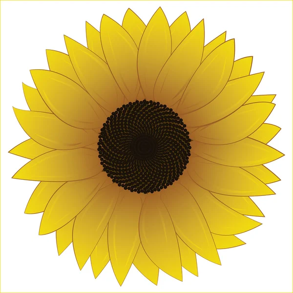 Sunflower head on white background — Stock Vector