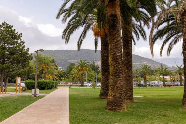  Palmiye ağacı Phoenix Dactylifera, Budva, Slovenya Plazha, Karadağ 'daki merkez parktaki mavi gökyüzüne karşı olgunlaşan tarih meyveleriyle