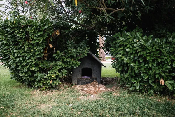 中央公園の夏緑の木や茂み 日陰で草の上に木製の犬の家 多くの木が小屋の周りにある 動物の世話をする — ストック写真