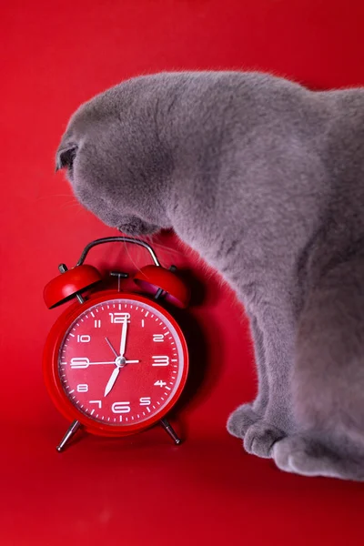 Szary Szkocki Krotnie Kot Patrzy Klasyczny Vintage Mechaniczny Retro Czerwony — Zdjęcie stockowe