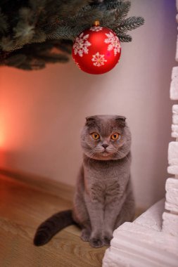 Gri İskoç katlayan meraklı kedi akşam evde şöminenin yanındaki ladin ağacına bakıyor. Yaklaşan 2022 Yeni Yıl Konsepti