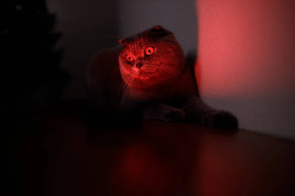 Portrait Écossais Gris Chat Avec Regard Sérieux Effrayant Lumière Rouge — Photo