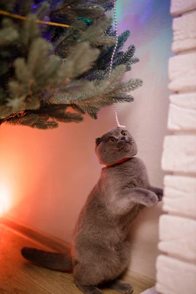 Γκρι Scottish Fold Περίεργη Γάτα Κοιτάζει Έλατο Τεχνητό Δέντρο Της — Φωτογραφία Αρχείου