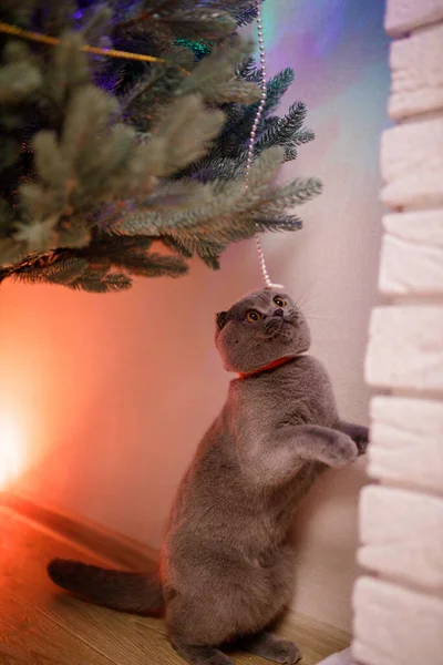 Grey Scottish Fold Curioso Gato Olha Para Abeto Artificial Ano — Fotografia de Stock