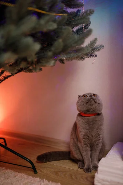 Szary Scottish Fold Ciekawy Kot Patrzy Świerk Sztuczny Nowy Rok — Zdjęcie stockowe