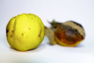 Beyaz yüzeyde taze sarı ve çürük ayva. İnsan tüketimi için uygun değil. Genç ve yaşlılıkla ilgili kavramsal fotoğraf, iç güzellik, yalnızlık, yalanlar, hastalık. Dorian Grey