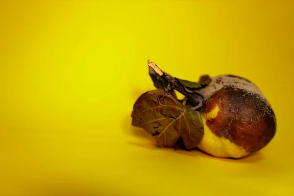 Busuk Dan Manja Quince Pada Permukaan Kuning Ini Telah Menjadi — Stok Foto
