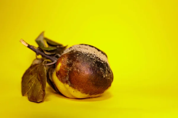 Faule Und Verdorbene Quitten Auf Gelber Oberfläche Ist Für Den — Stockfoto