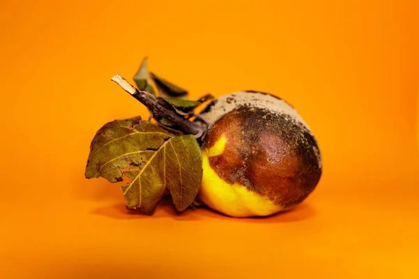 Marmelo Podre Estragado Superfície Laranja Tornou Impróprio Para Consumo Humano — Fotografia de Stock