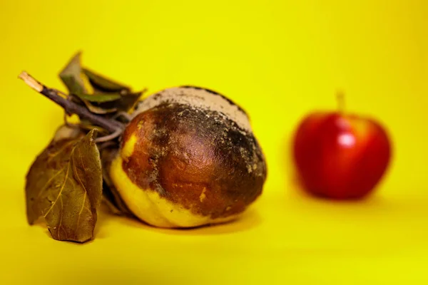 黄色の表面に腐った腐敗した王子と赤のぼやけたリンゴ 消費には不向きになっています 若い年齢 内側の美しさ 病気についての概念的な写真 ドリアン グレイ — ストック写真