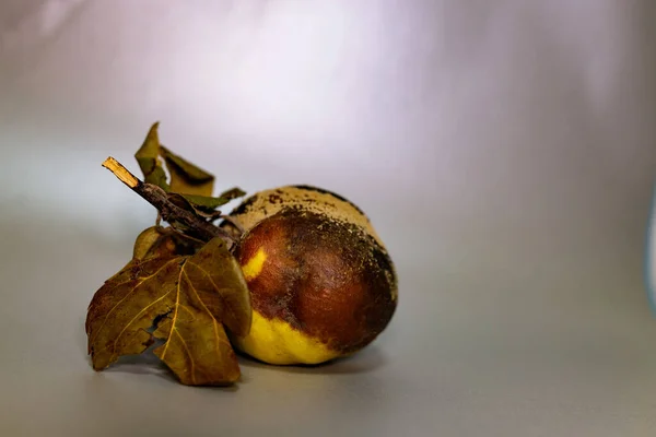 Rotten Spoiled Quince Grey Surface Has Become Unfit Human Consumption — Stock Photo, Image