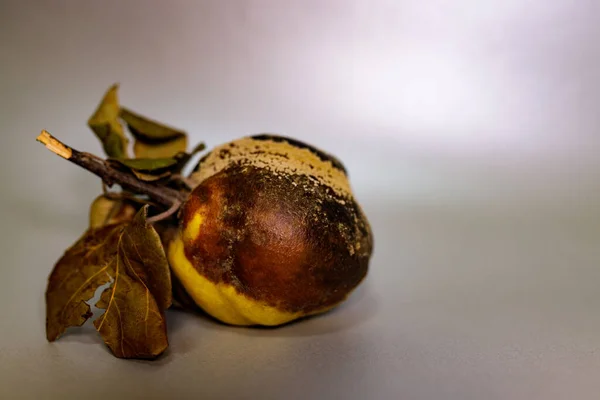 Marmelo Podre Estragado Superfície Cinzenta Tornou Impróprio Para Consumo Humano — Fotografia de Stock