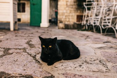 Karadağ 'ın eski Kotor kentindeki bir kafede, sandalyenin altında dinlenen güzel siyah kedi görülüyor.