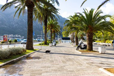 Kotor, Karadağ - 15.09.2021: Kedi eski kentin yakınındaki palmiyelerin yanından geçiyor. Avrupa seyahat alanı. Tatil konsepti. Adriyatik Denizi 'nde turizm. Sırbistan 'ın Balkanlar tarihi 