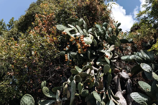 Zelené Polštářky Pichlavém Hruškovém Kaktusu Opuntia Ficus Indica Opuntia Indická — Stock fotografie