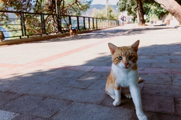 Любопытный Бродячий Кот Выглядывающий Чащи Пределами Старого Города Пераст Черногория — стоковое фото