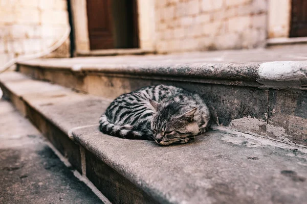 Чудовий Кіт Відпочиває Старому Місті Котор Чорногорія — стокове фото