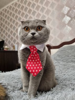 Adorable curious domestic grey fluffy Scottish Fold cat with big orange eyes sits with red tie on the neck. Living room interior with animal. Suitable for animal advertising