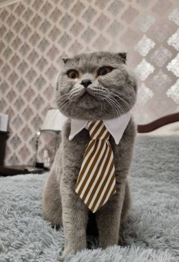 Büyük turuncu gözlü sevimli yerli gri tüylü İskoç kedisi boynunda kahverengi kravatla oturuyor. Oturma odasının içi hayvanlarla dolu. Hayvan reklamcılığına uygun.