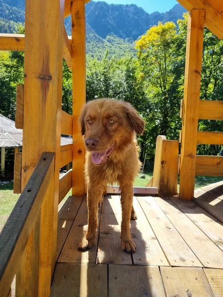Homeless Brown Friendly Dog Park Wooden Stairs Montenegro Forests Slopes — Fotografia de Stock