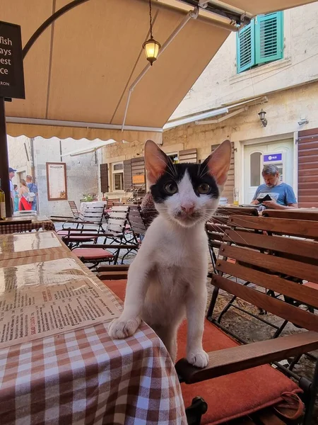 Kotor Černá Hora 2021 Legrační Zvědavý Bezdomovec Černobílá Kočka Sedí — Stock fotografie