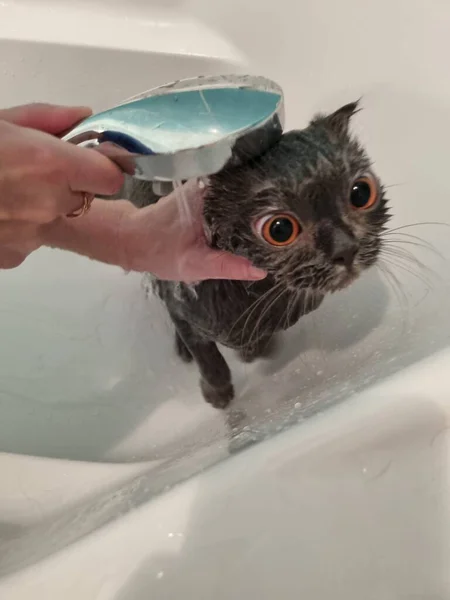 Man Washes Cat Bathroom — Stockfoto
