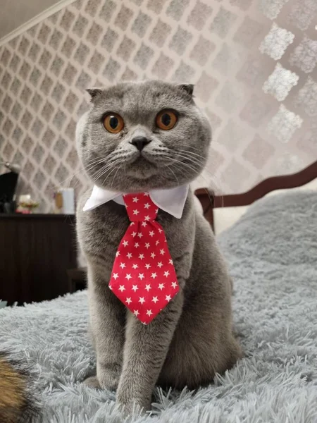 Büyük turuncu gözlü sevimli yerli gri tüylü İskoç kedisi boynunda kırmızı kravatla oturuyor. Oturma odasının içi hayvanlarla dolu. Hayvan reklamcılığına uygun.