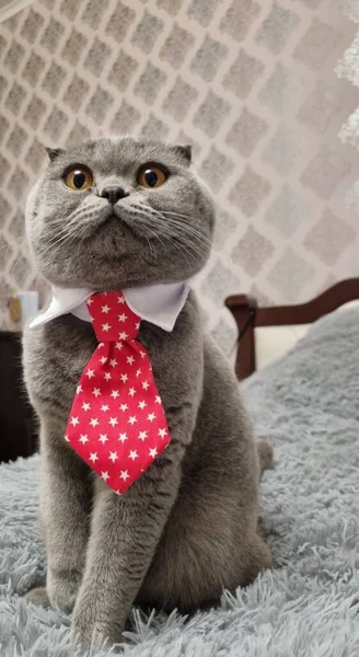 Adorable Curioso Gris Doméstico Esponjoso Escocés Doble Gato Con Grandes —  Fotos de Stock