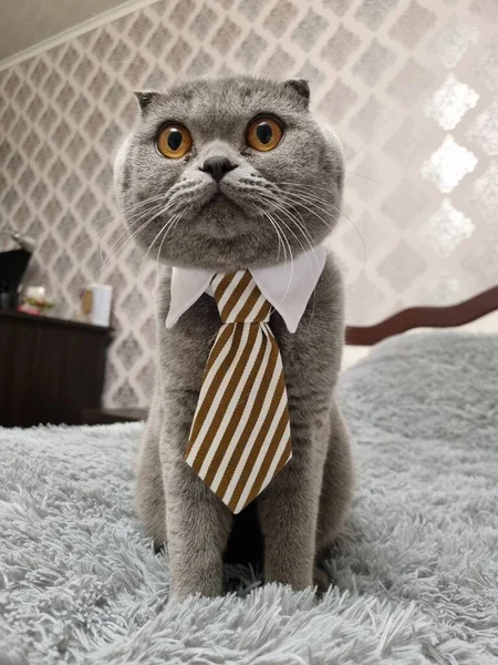 Büyük turuncu gözlü sevimli yerli gri tüylü İskoç kedisi boynunda kahverengi kravatla oturuyor. Oturma odasının içi hayvanlarla dolu. Hayvan reklamcılığına uygun.