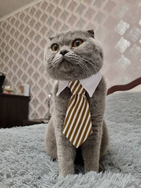 Adorable Curious Domestic Grey Fluffy Scottish Fold Cat Big Orange — Stok fotoğraf