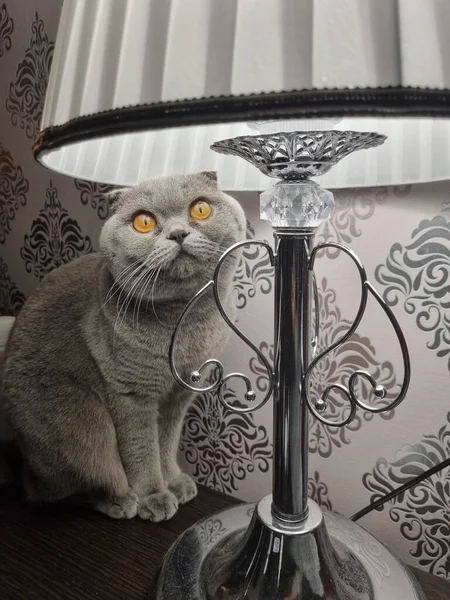 Adorable Curious Domestic Grey Fluffy Scottish Fold Cat Big Orange — Zdjęcie stockowe