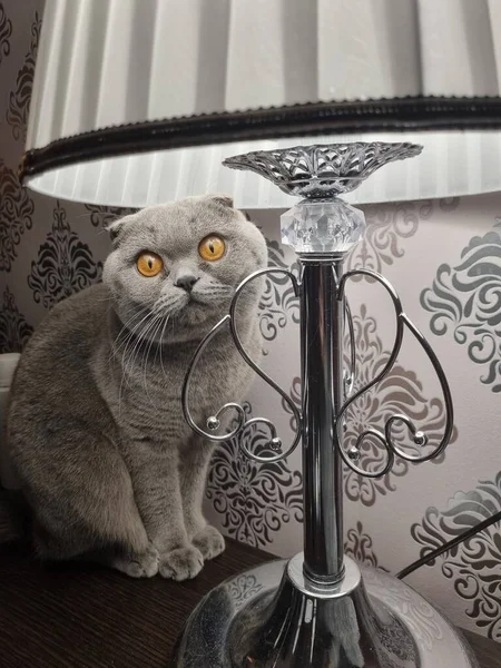 可爱而好奇的家养灰毛茸茸的苏格兰猫 长着大大的橙色眼睛 坐在银灯下 客厅里有动物 适用于动物广告 — 图库照片