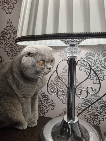 Adorable Curious Domestic Grey Fluffy Scottish Fold Cat Big Orange — Zdjęcie stockowe