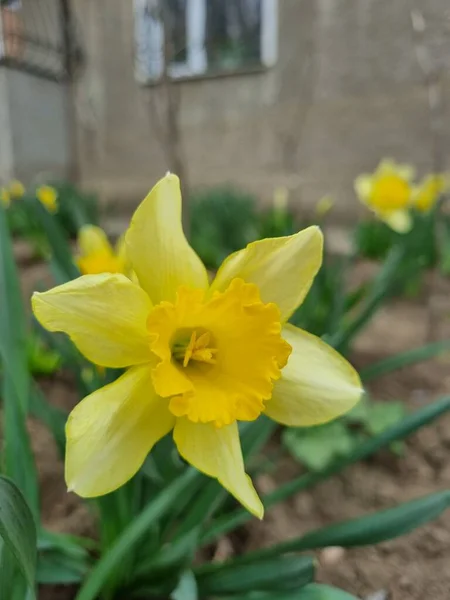 Blüten Der Kultivierten Narzisse Mit Hellgelben Blütenblättern Und Leuchtend Gelber — Stockfoto