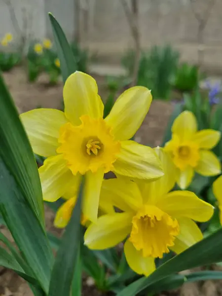 Ekilmiş Narsislerin Çiçekleri Açık Sarı Taç Yaprakları Açık Sarı Bardak — Stok fotoğraf