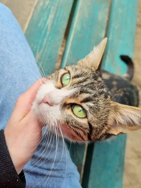 Homeless Cat Green Eyes Sitting Bench — стоковое фото