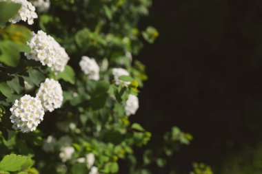 Alyssum spirea (Spiraea) çalılığı ve yaz bahçesinde fotokopi alanı. Sarı merkezli beyaz küçük çiçekler - hızlı büyüyen yaprak döken çalılar çoğunlukla ilkbahar veya yaz aylarında büyüleyici çiçekleri için yetişir