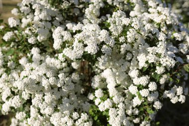 Alyssum spirea (Spiraea) çalılığı ve yaz bahçesinde fotokopi alanı. Sarı merkezli beyaz küçük çiçekler - hızlı büyüyen yaprak döken çalılar çoğunlukla ilkbahar veya yaz aylarında büyüleyici çiçekleri için yetişir